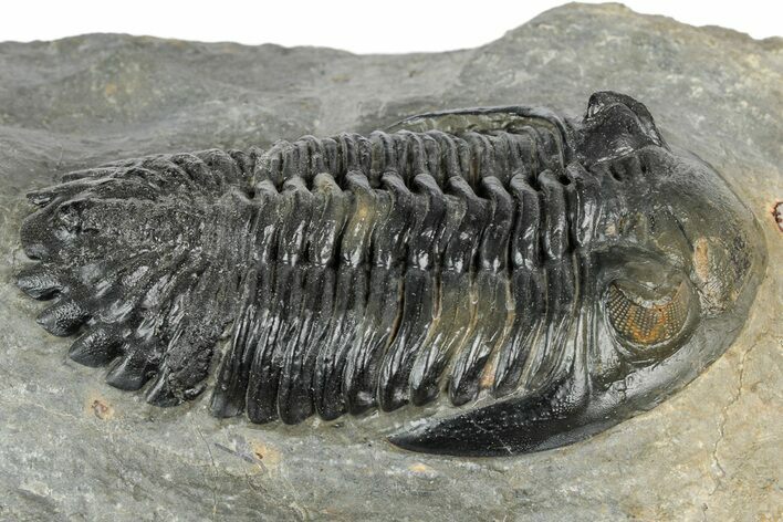 Prone Hollardops Trilobite Fossil - Orange Eye Facets #346542